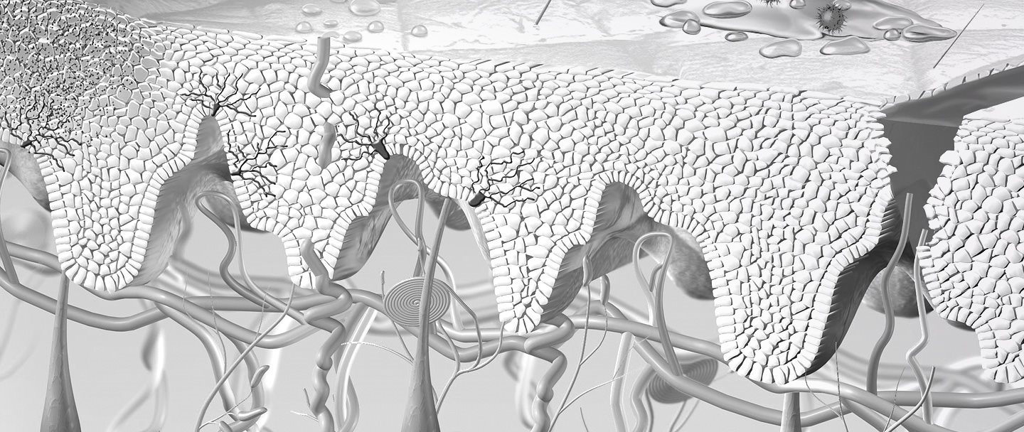 Illustration de la régénération de la peau